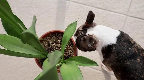 Boston Terrier sniffs potted snake plant indoors. Foto stock