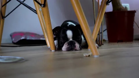 Boston Terrier Under The Table 库存影片 158434314
