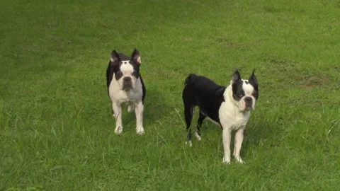Boston Terrior Video stock 151247177