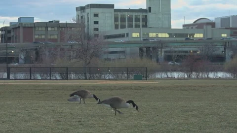 Boston Traffic with geese in the foreground Stock Footage 259164983