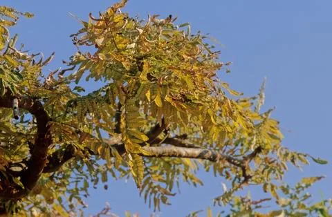 Boswellia Foto stock
