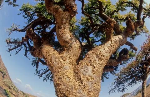 Boswellia Stock Photos