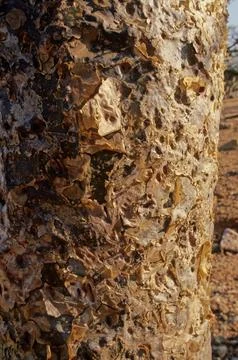 Boswellia Stock Photos