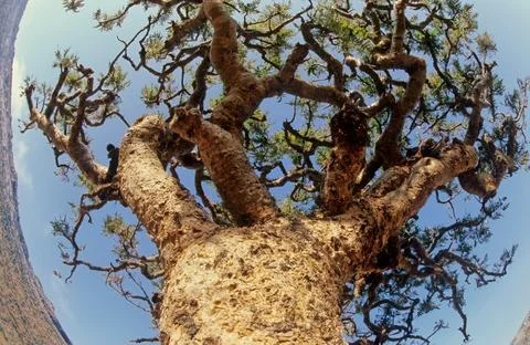 Boswellia Stock Photos