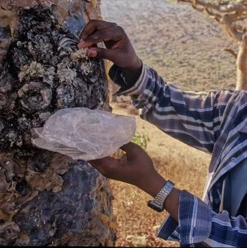 Boswellia Stock Photos