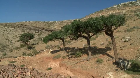 Boswellia tree – frankincense tree Stockbeeldmateriaal 76250684