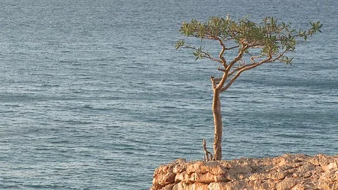 Boswellia tree (Frankincense tree) Stockbeeldmateriaal 76250692
