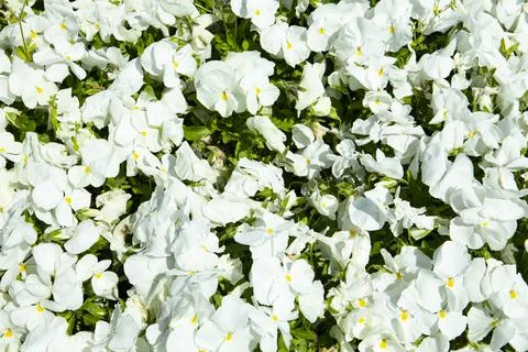 Botanic composition for wedding or greeting card. branch of flowers Stock Photos