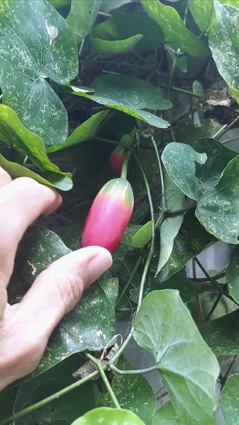 Botanic Enthusiast 스톡 동영상 297611631