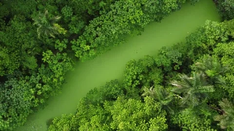Botanic garden from above Video stock 199085084