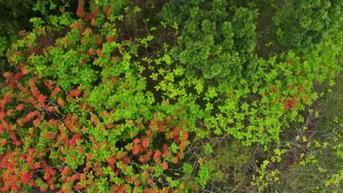 Botanic garden from above Video stock 199085274