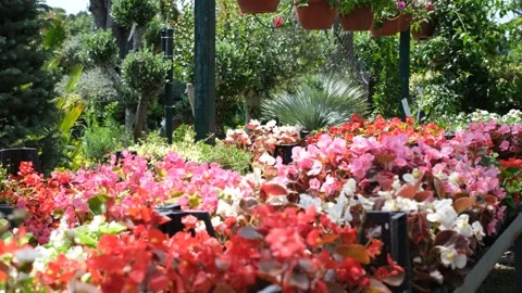 Botanic garden flowers Stock Footage 254957361