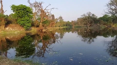 Botanic garden India,inside  view. Stock Footage 175589281