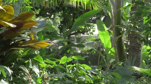 Botanic garden, jungle corner. 動画素材 84327514