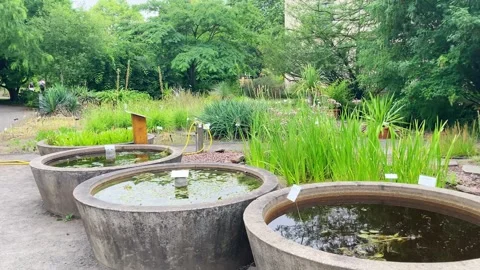 Botanic Garden in Leipzig, different plants outdoor view 스톡 동영상 317331761