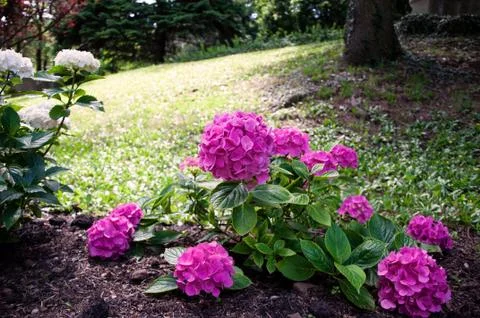 Botanic garden Stock Photos