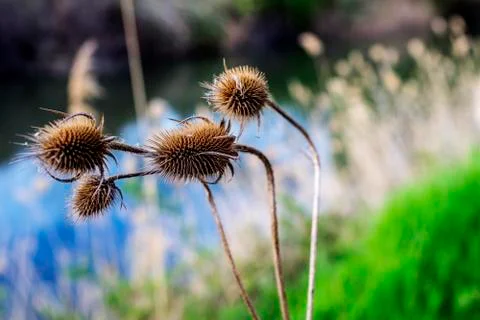 Botanic garden Stock Photos