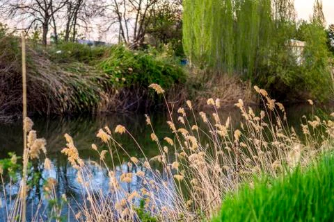 Botanic garden Stock Photos