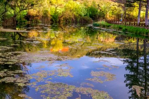 Botanic garden Stock Photos