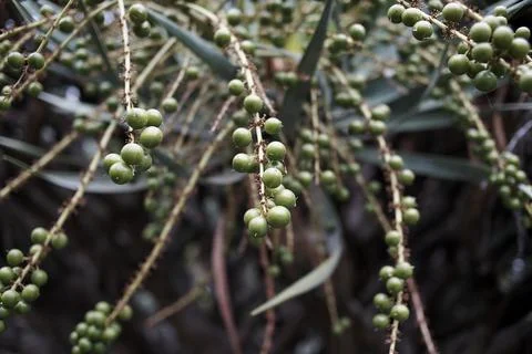 Botanic Garden Stock Photos