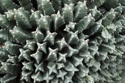 Botanic Garden Stock Photos