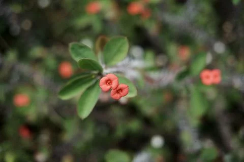 Botanic Garden Stock Photos