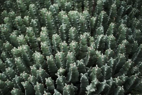 Botanic Garden Stock Photos