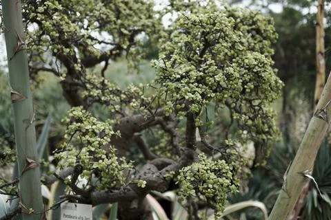 Botanic Garden Stock Photos