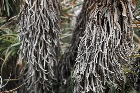 Botanic Garden Stock Photos