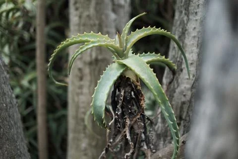 Botanic Garden Stock Photos