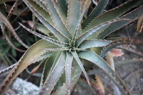 Botanic Garden Stock Photos