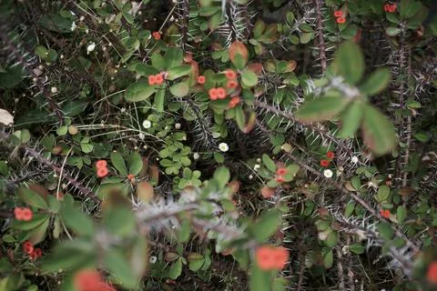 Botanic Garden Stock Photos