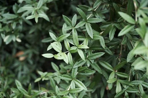 Botanic Garden Stock Photos