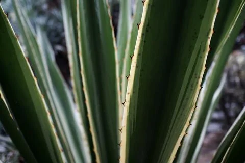Botanic Garden Stock Photos