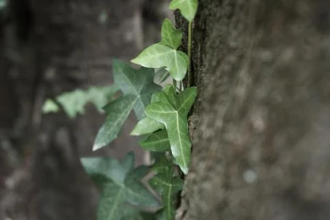 Botanic Garden Stock Photos