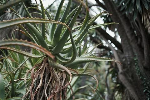Botanic Garden Stock Photos
