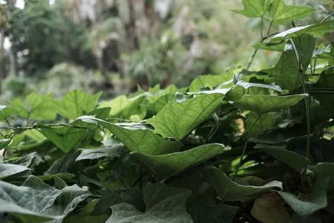 Botanic Garden Stock Photos