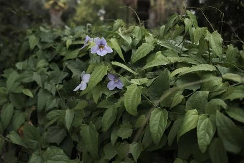 Botanic Garden Stock Photos