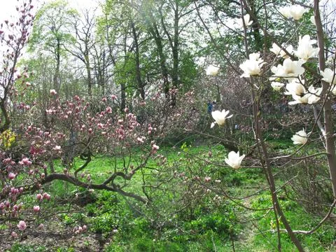 Botanic garden in spring Stock Photos