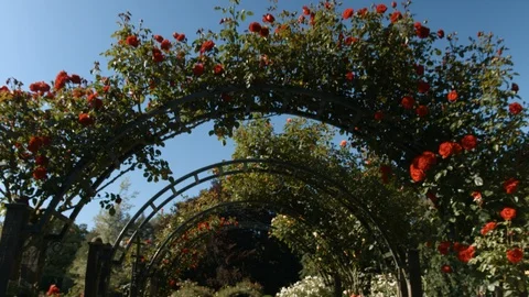 Botanic Gardens Archways Vídeos de archivo 86661465