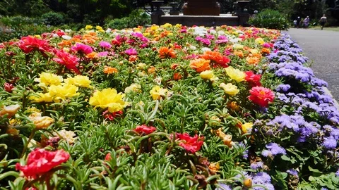 Botanic Gardens Stock Footage 105699833