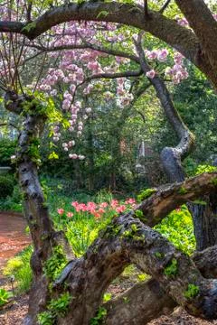 Botanic Gardens Gnarly Cherry Tree Foto stock