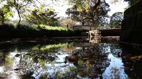 Botanic Gardens View From a Duck Pond Stock Footage 80866028