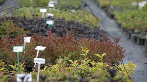 Botanic greenhouse with different seedling Stock Footage 122917505