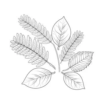 Botanic leaf vector illustration autumn falling leaves sketch hand drawing 스톡 일러스트