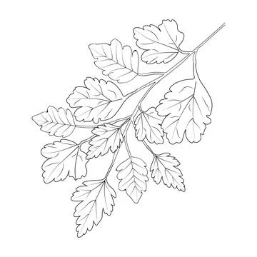 Botanic leaf vector illustration autumn falling leaves sketch hand drawing 스톡 일러스트