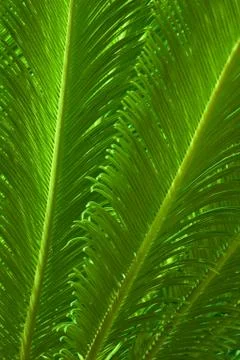 Botanic Stock Photos