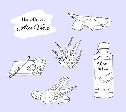 Botanical aloe vera hand-drawn set Stock Illustration