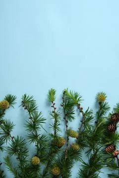 Botanical background with larch branches featuring bright green needles and s Stock Photos