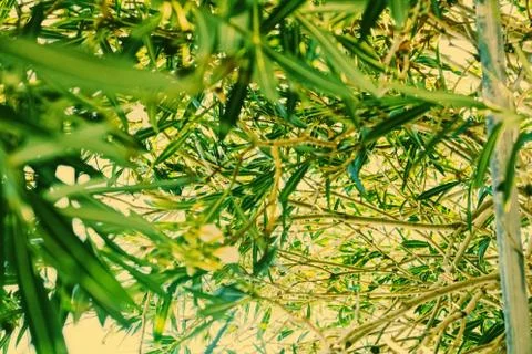 Botanical background, olive tree branches and leaves in summer, beautiful nat Stock Photos